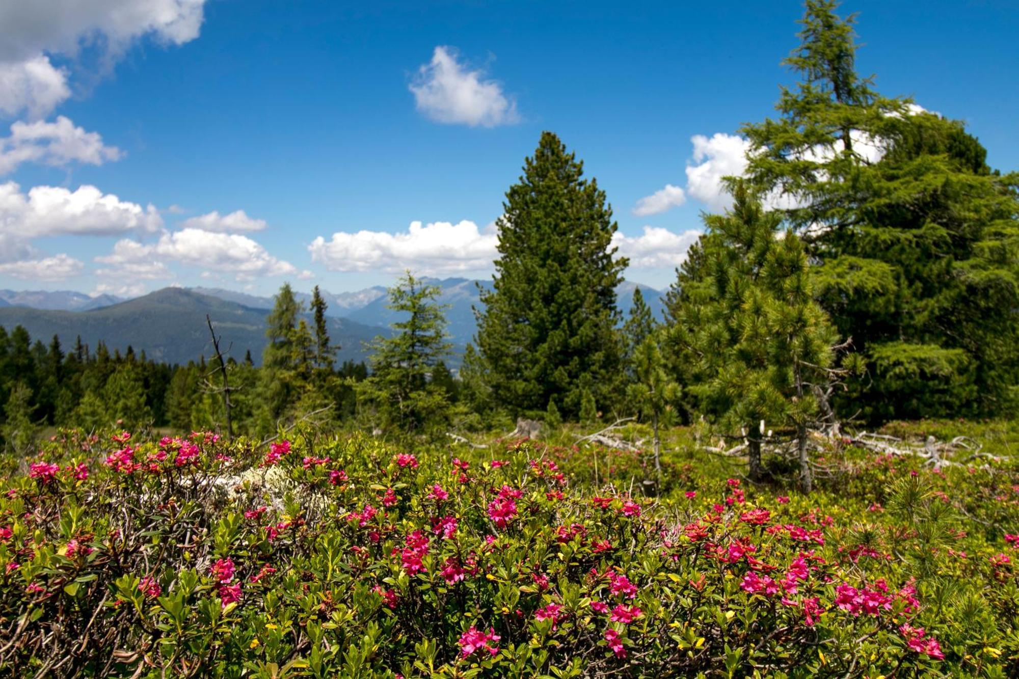 Feriendorf Murau By Alps Resorts ภายนอก รูปภาพ